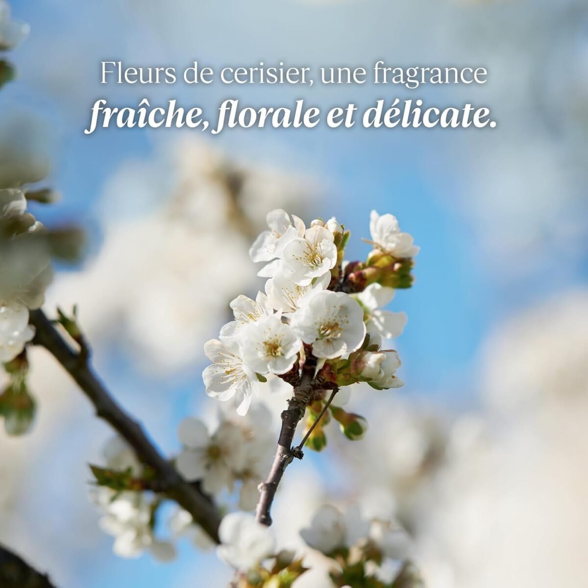 L'Occitane Cherry Blossom Eau de Toilette (75ml) - Image 4